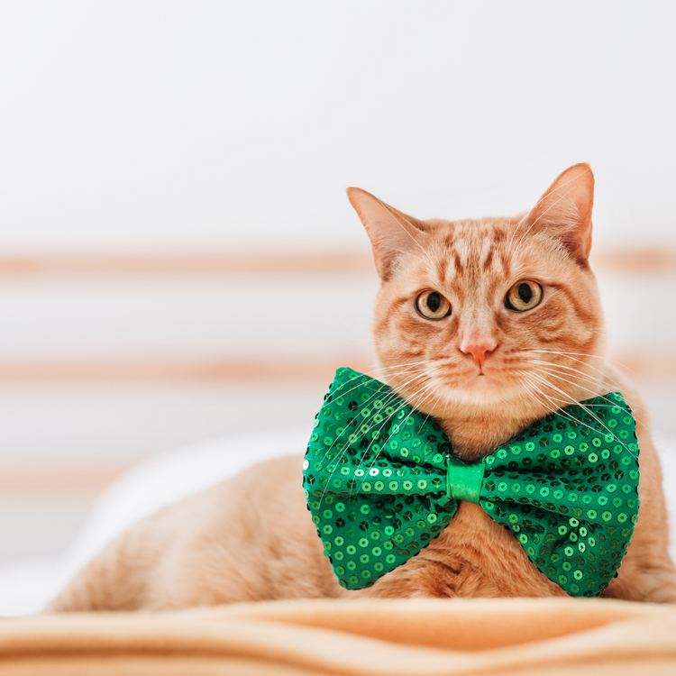 St. Patrick's Day Collection